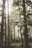 A drone is hovering in front of a dense forest with tall trees and ambient sunlight filtering through the branches. The background is slightly foggy, creating a serene and mysterious atmosphere.