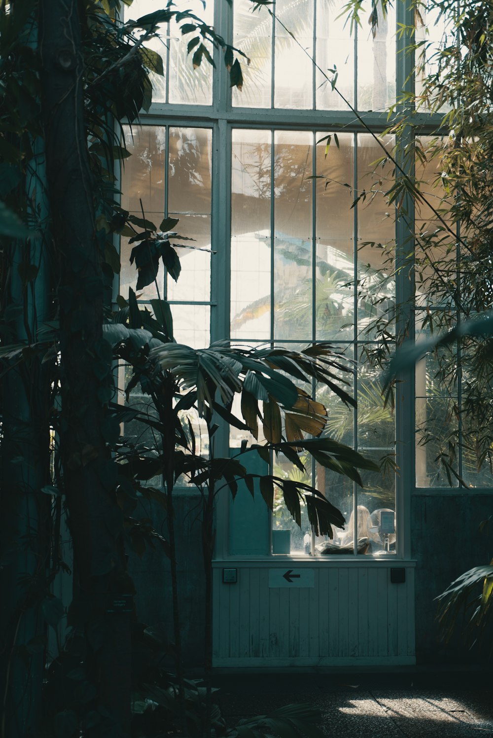 photo of potted plants beside glass window