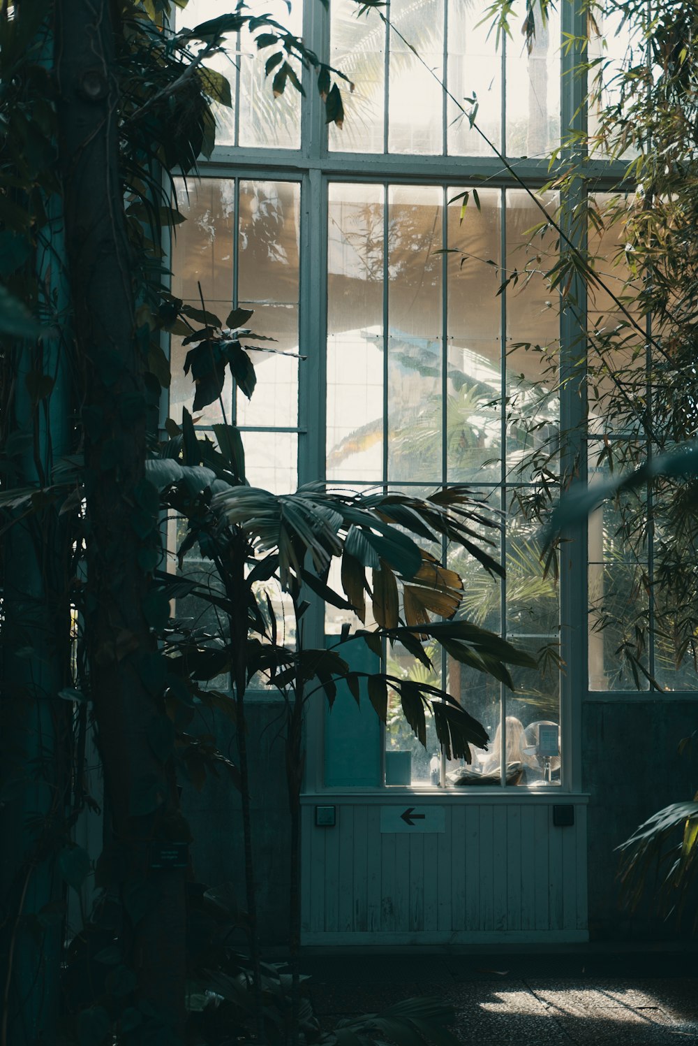 foto de vasos de plantas ao lado da janela de vidro