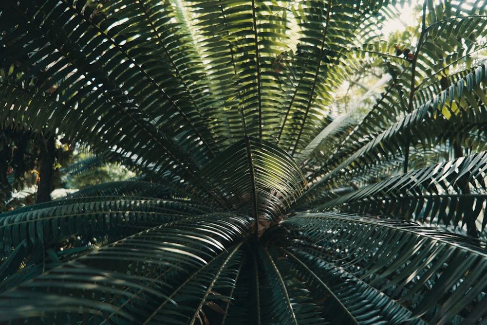 green coconut tree