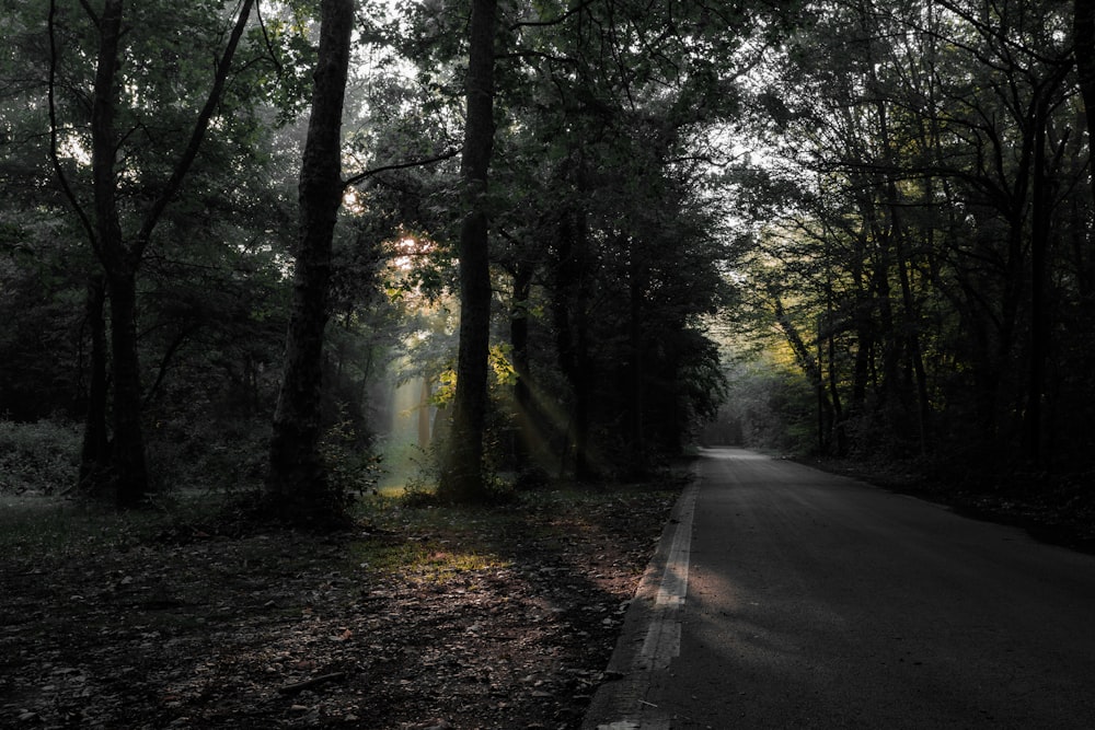 estrada sob uma floresta