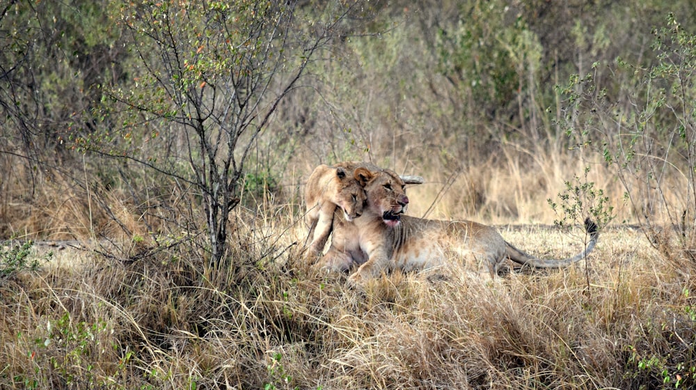 lioness and cub sitting on field