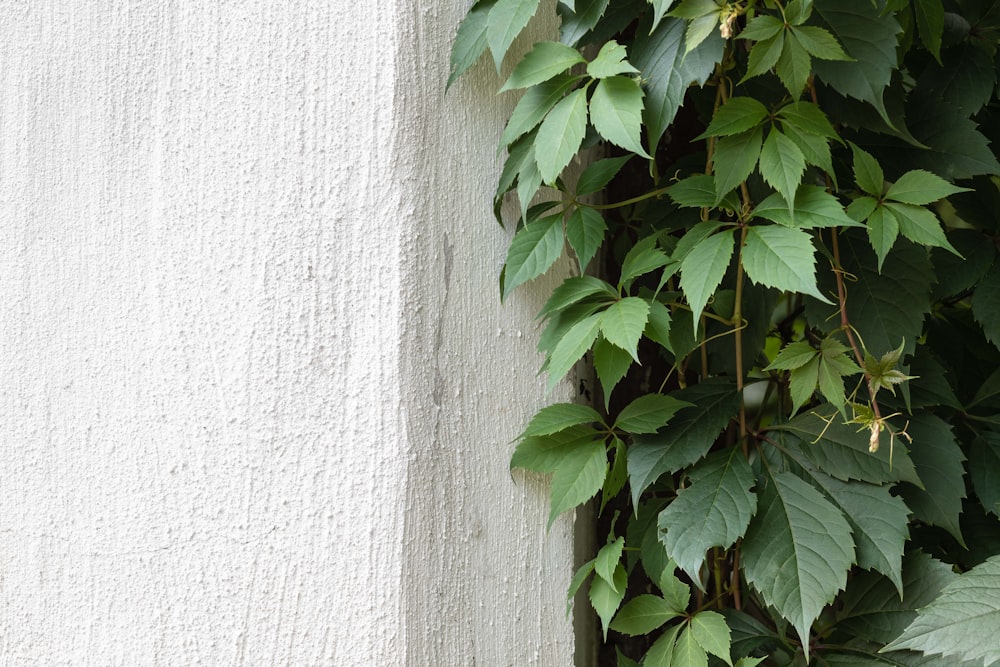 green plant beside white surface