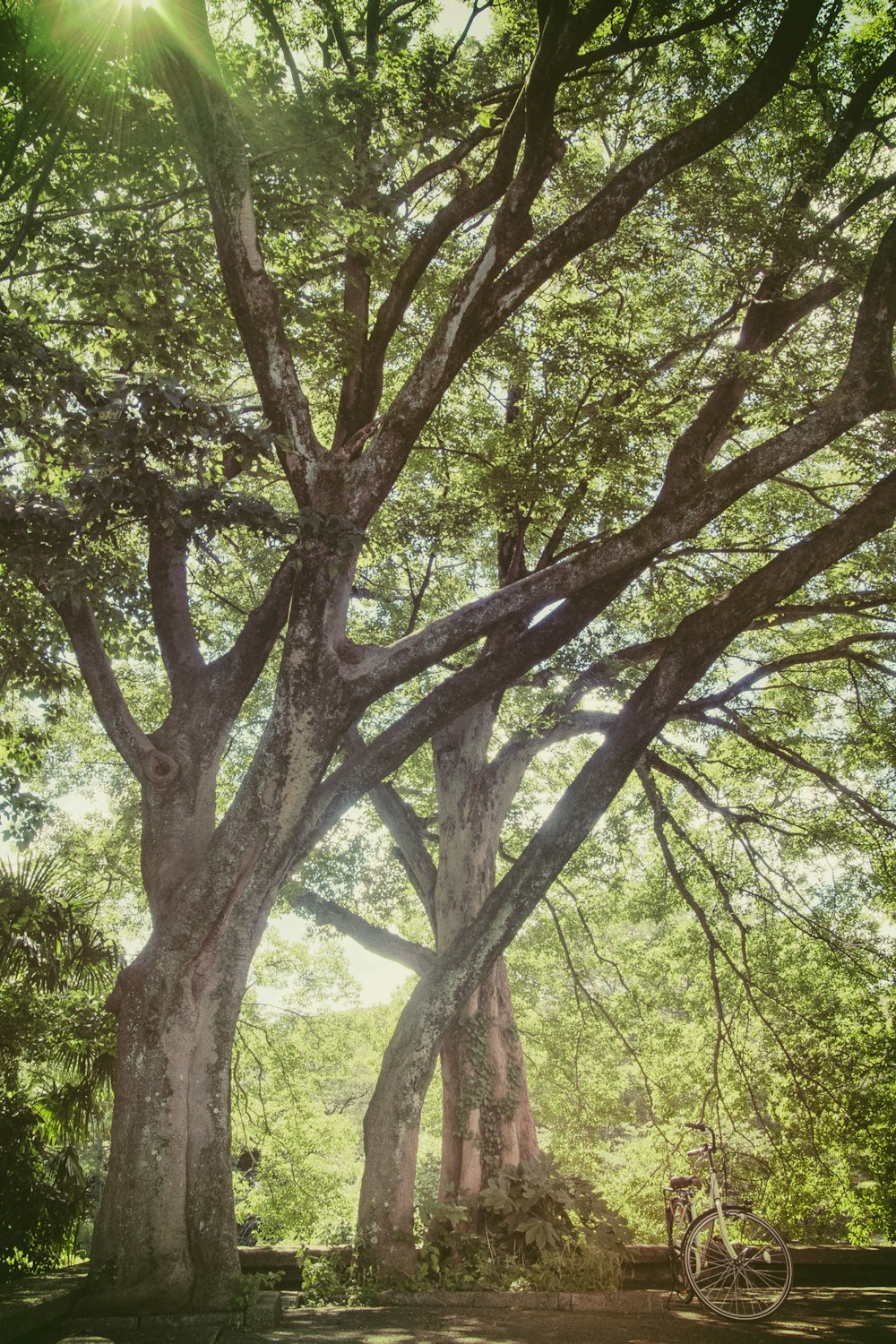 árbol de hoja verde