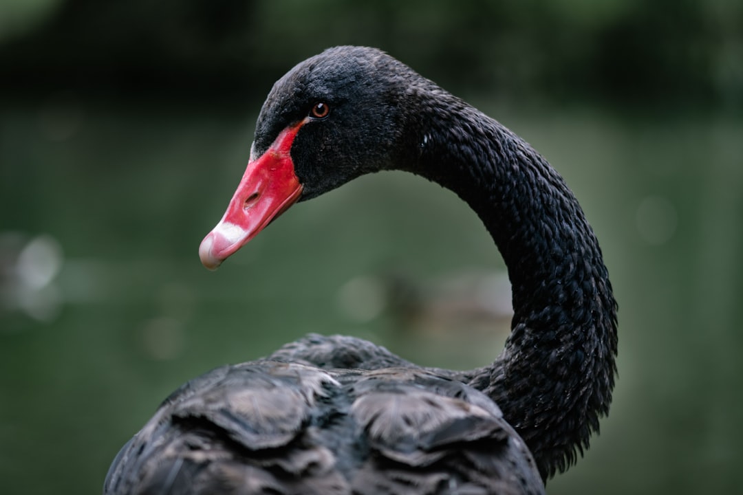 travelers stories about Wildlife in Central Parking Zywiec, Poland