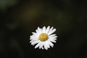 white and yellow daisy flower