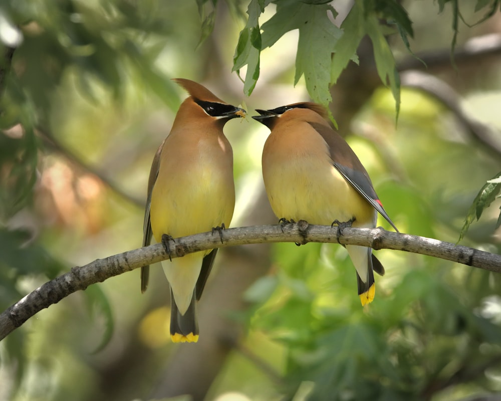 selective focus photography of yellow-and-black lovebirds