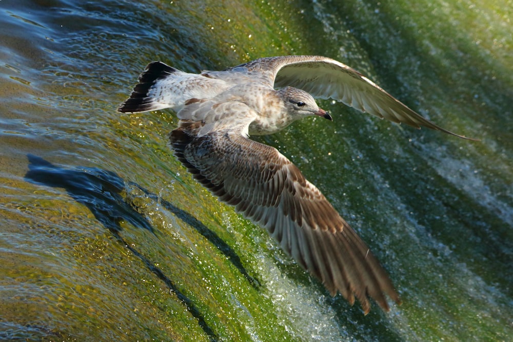 Oiseau brun