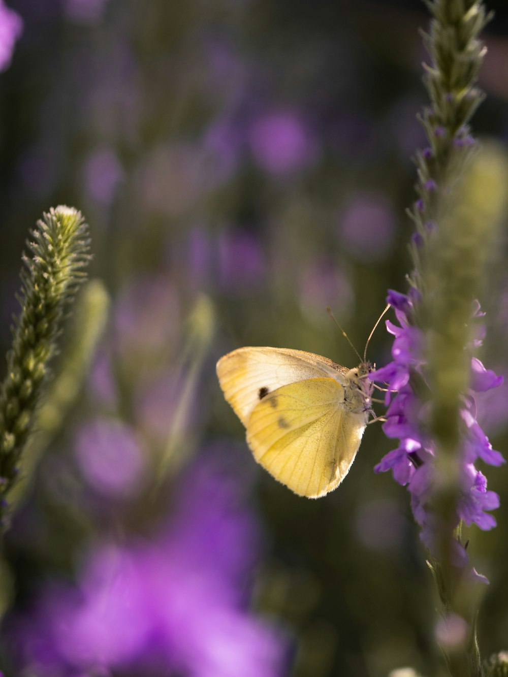 라벤더 꽃에 자리 잡은 갈색 나비의 선택적 초점 사진