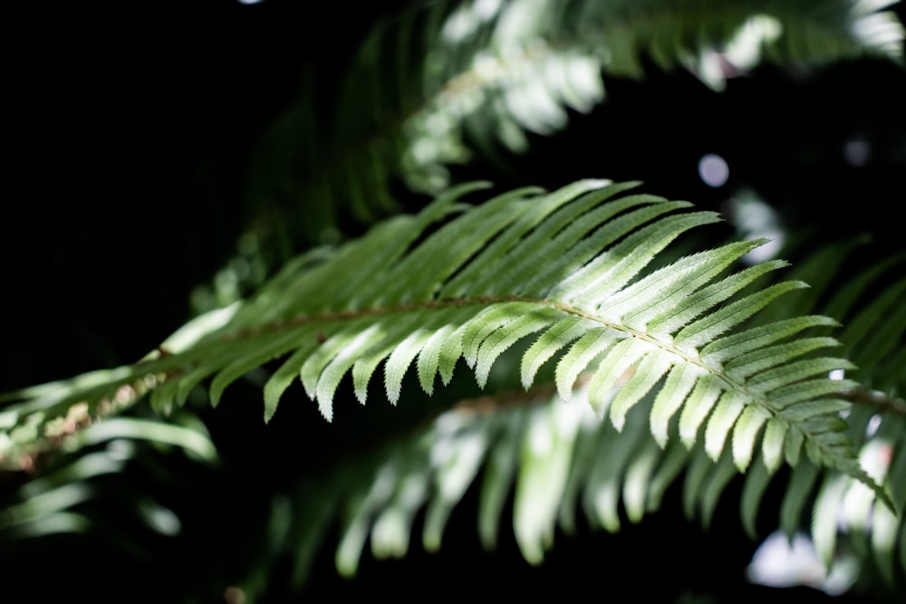close up photo of green fern