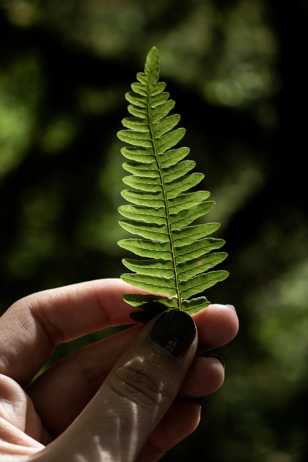 close up photography of person holding green fern plant
