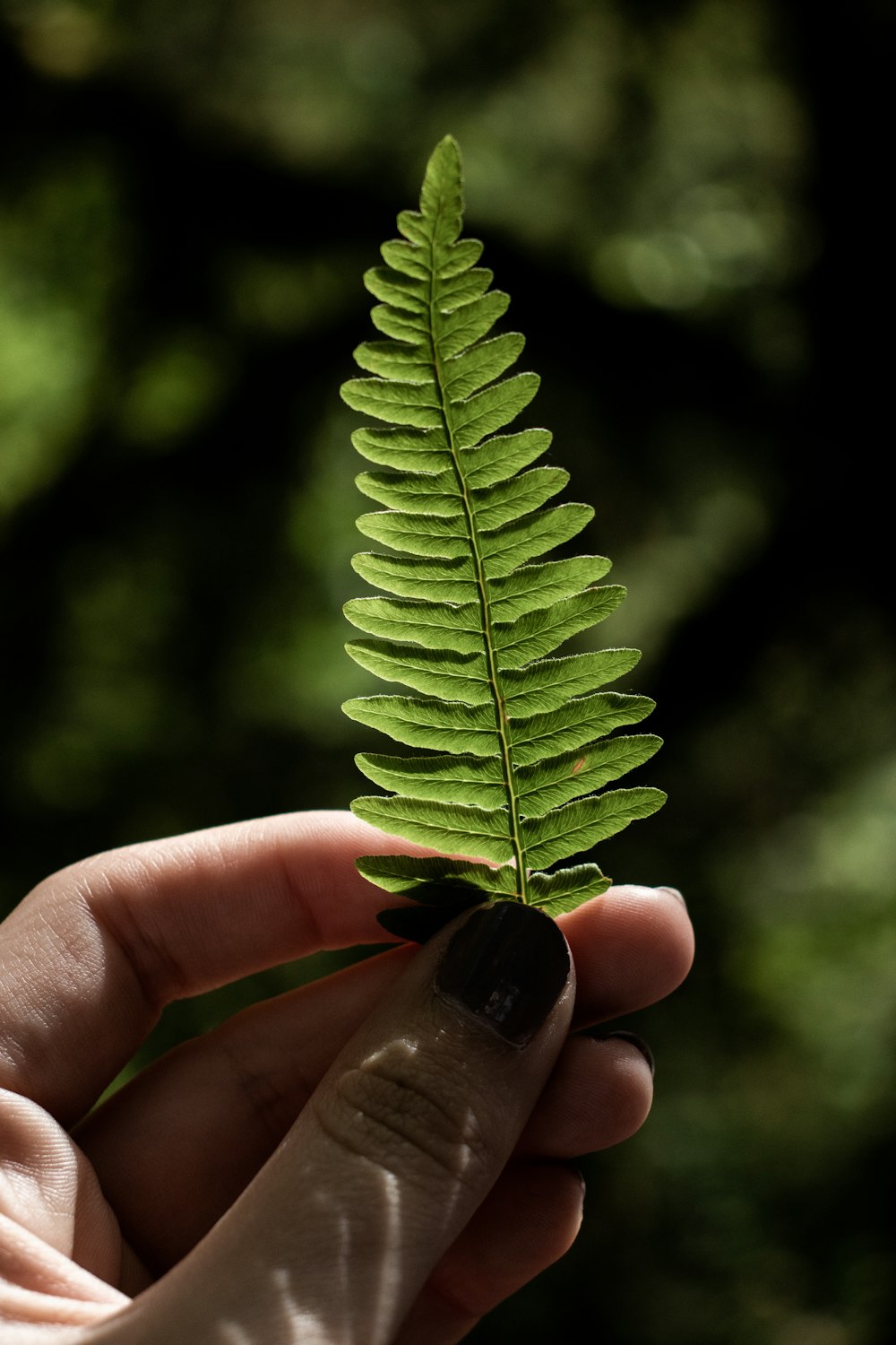 Photographie en gros plan d’une personne tenant une plante de fougère verte