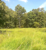 A lush green plot bordered by tall trees under a clear blue sky.