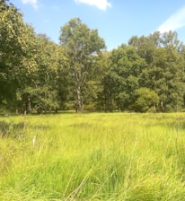 A lush green plot of land with clear boundary markers under a bright sky.