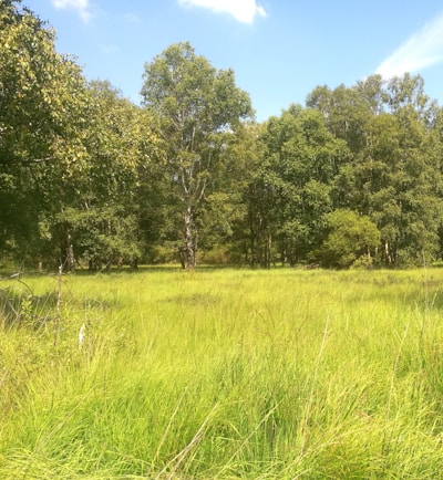 A lush green field showcasing healthy turf under a clear blue sky.