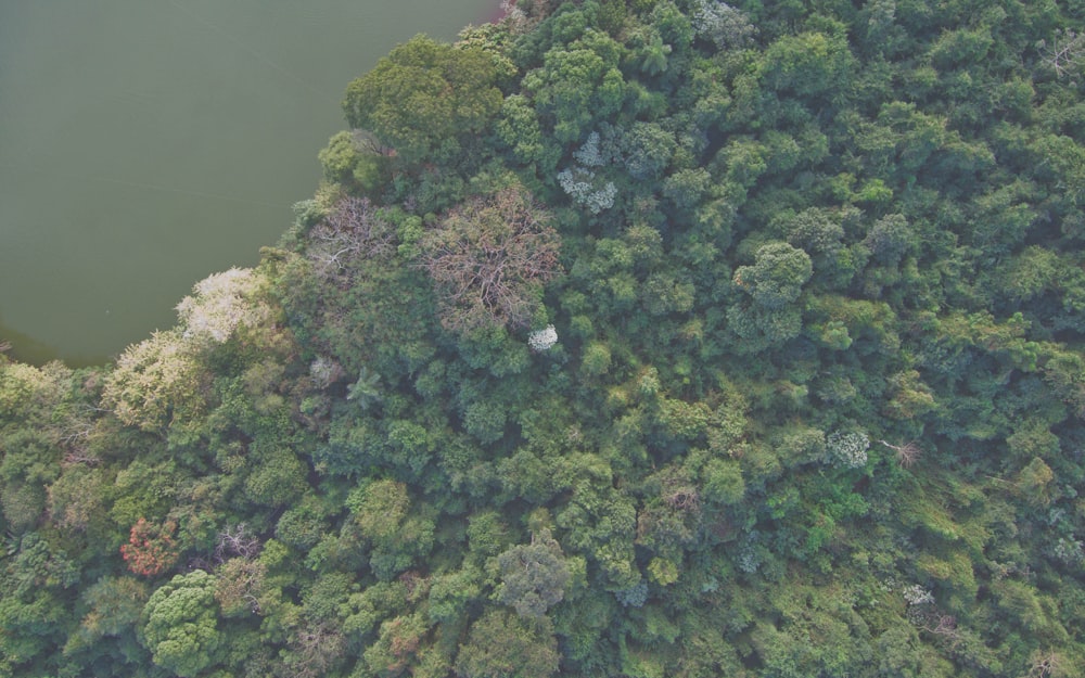 aerial view of forest