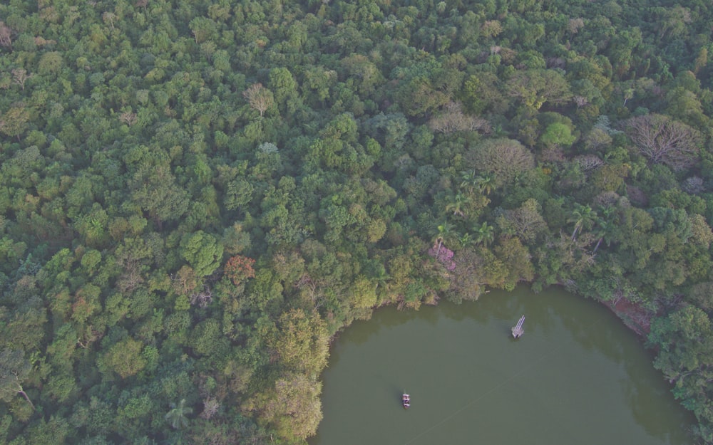 aerial photography of trees and body of water