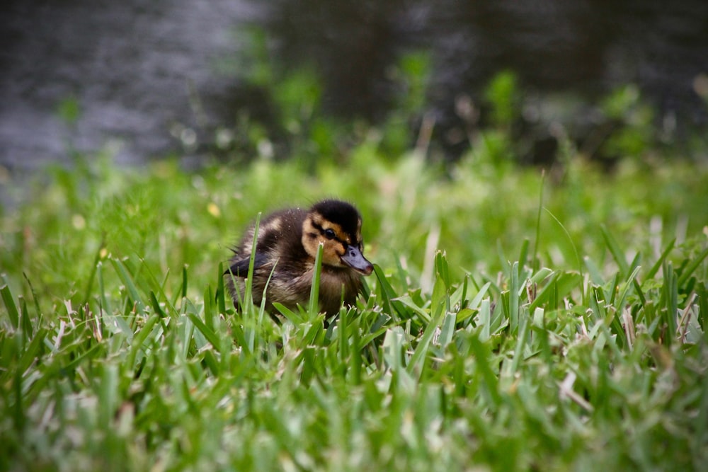 selective focus photography of black and yellow duckling on green grass field