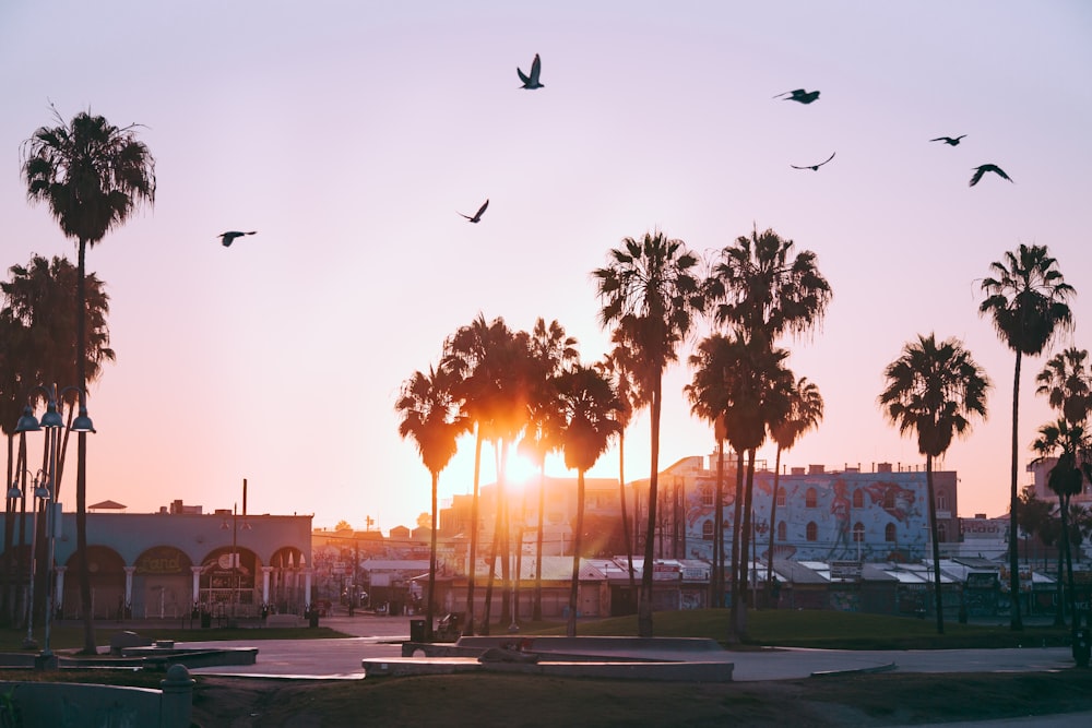 flock of birds flying of trees during sunset