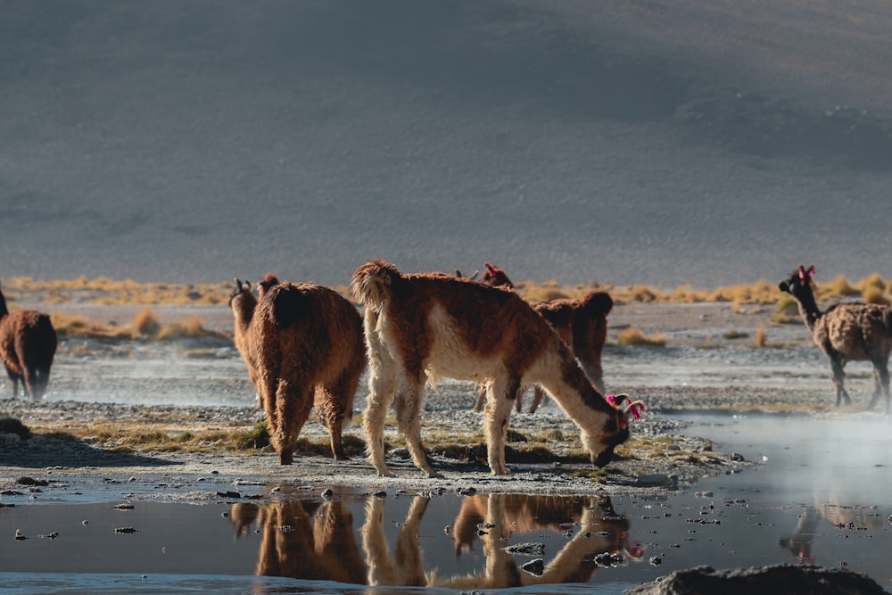 llama drinking water