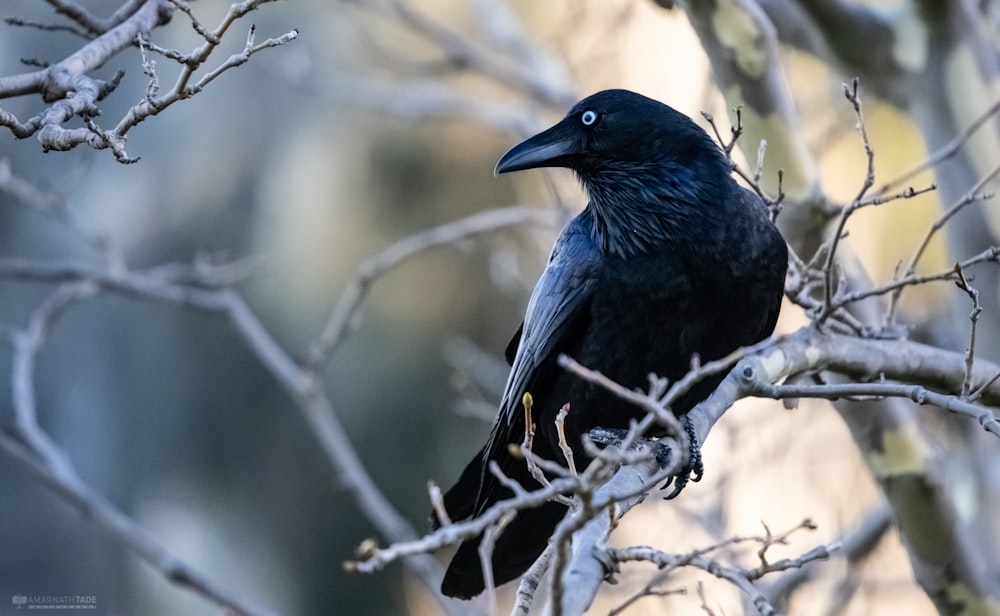 close-up photo of black raven bird perch on gray branch during daytime