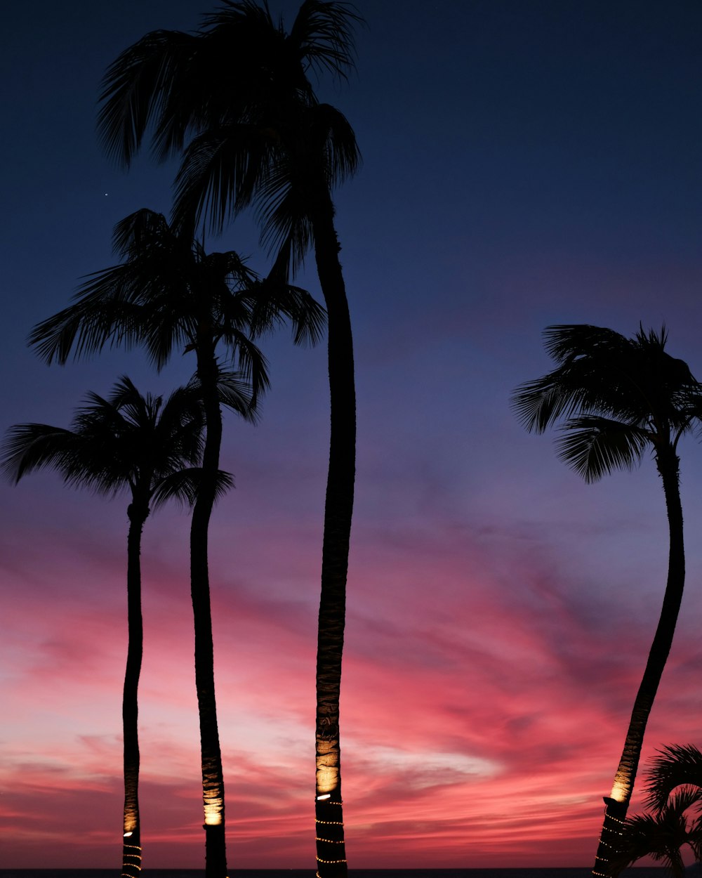 four coconut trees