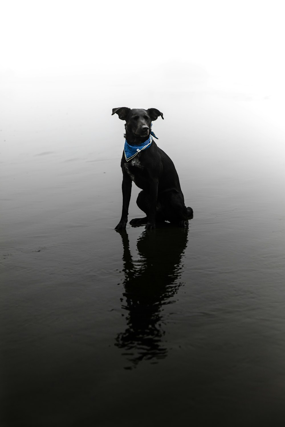 short-coated black dog on water