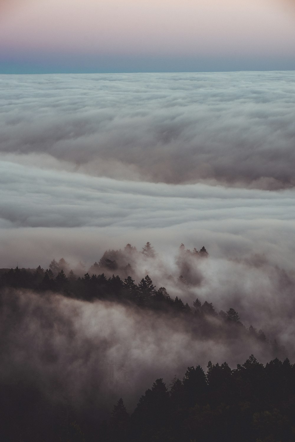 silhouette of trees through sea of clouds