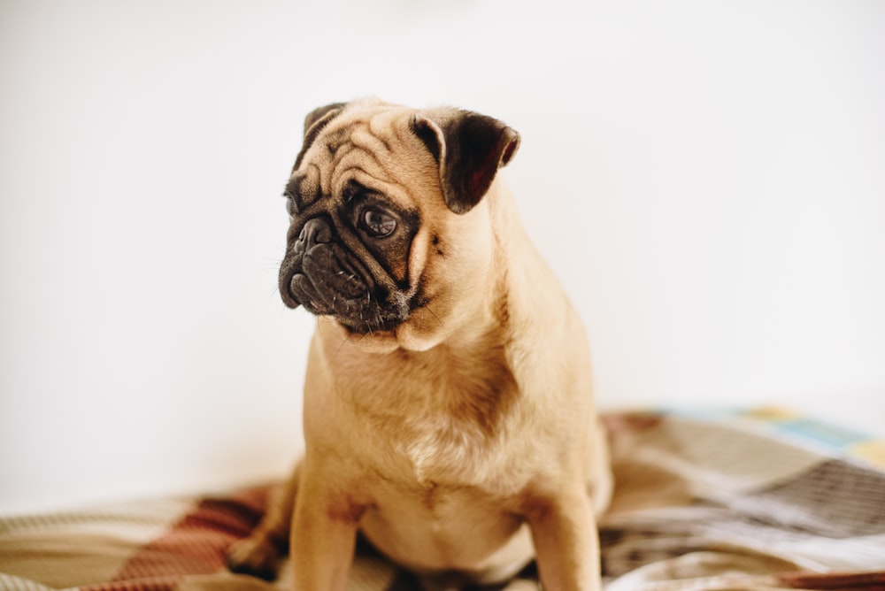 adult fawn pug sitting on couch