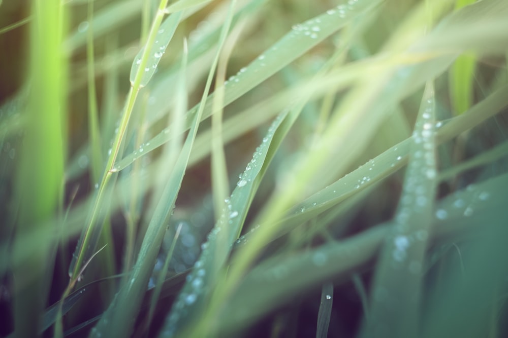 green leaf plant