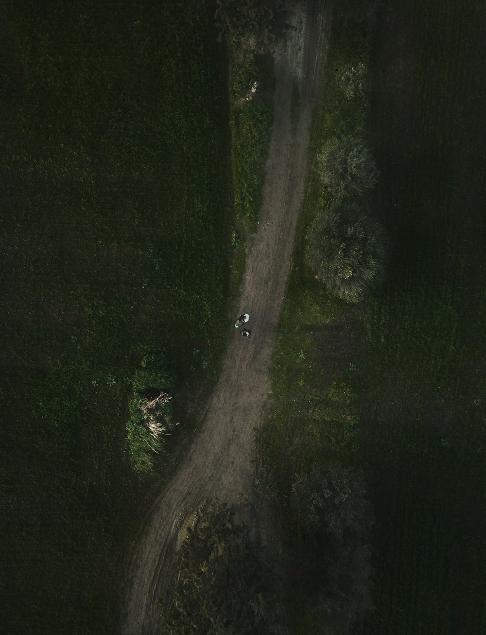 gray road between green leafed trees and grass