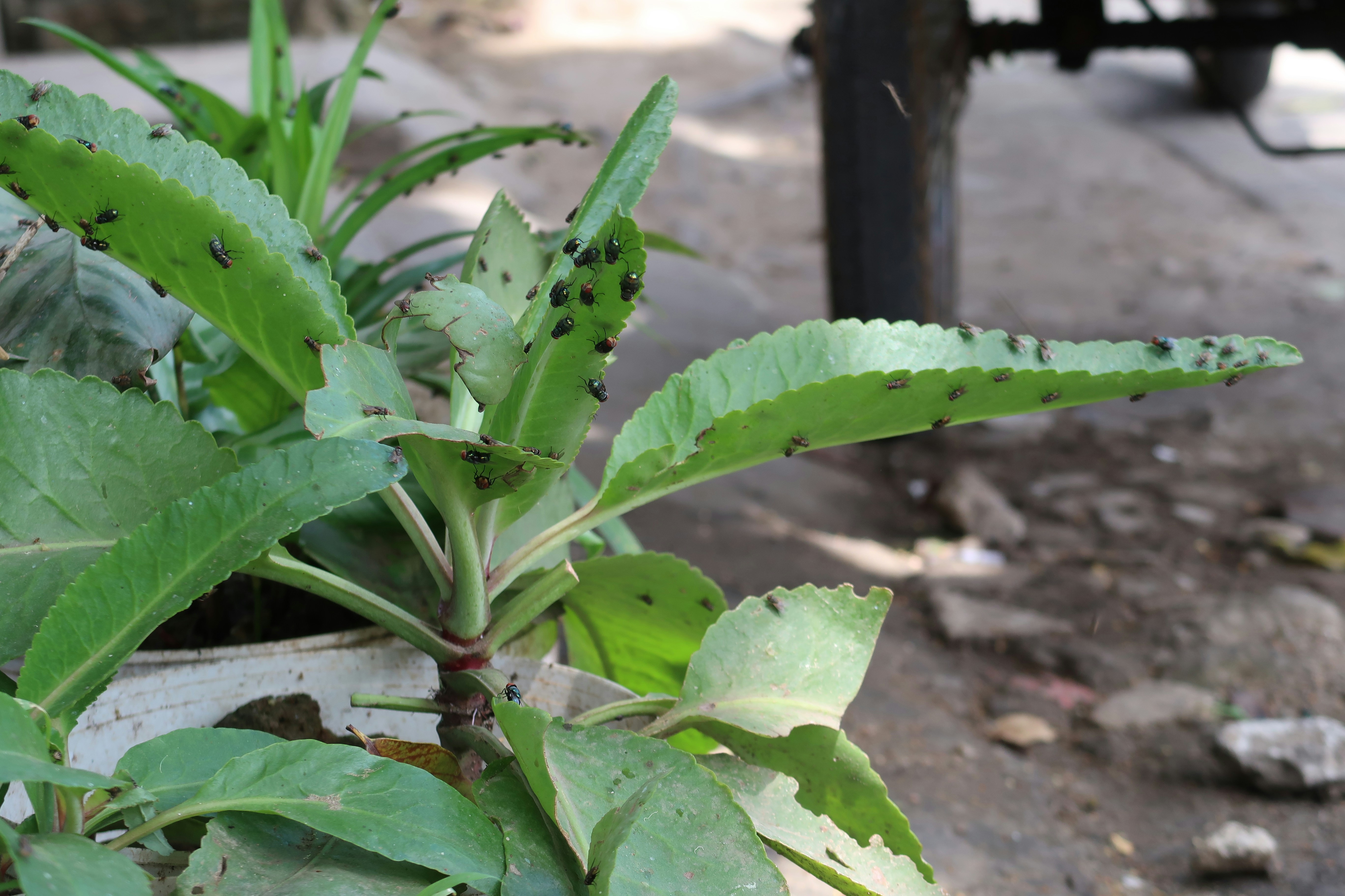 Cómo Controlar las Mosquitas Blancas en Plantas: Guía Completa