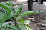 A group of small flies perched on the broad green leaves of a potted plant. The leaves appear healthy, displaying vibrant shades of green. The setting seems to be outdoors, with a blurred background that includes a concrete or earthen surface and light dappled through surrounding plants.