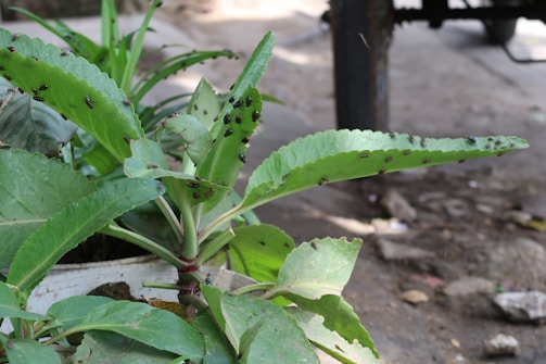 A group of small flies perched on the broad green leaves of a potted plant. The leaves appear healthy, displaying vibrant shades of green. The setting seems to be outdoors, with a blurred background that includes a concrete or earthen surface and light dappled through surrounding plants.