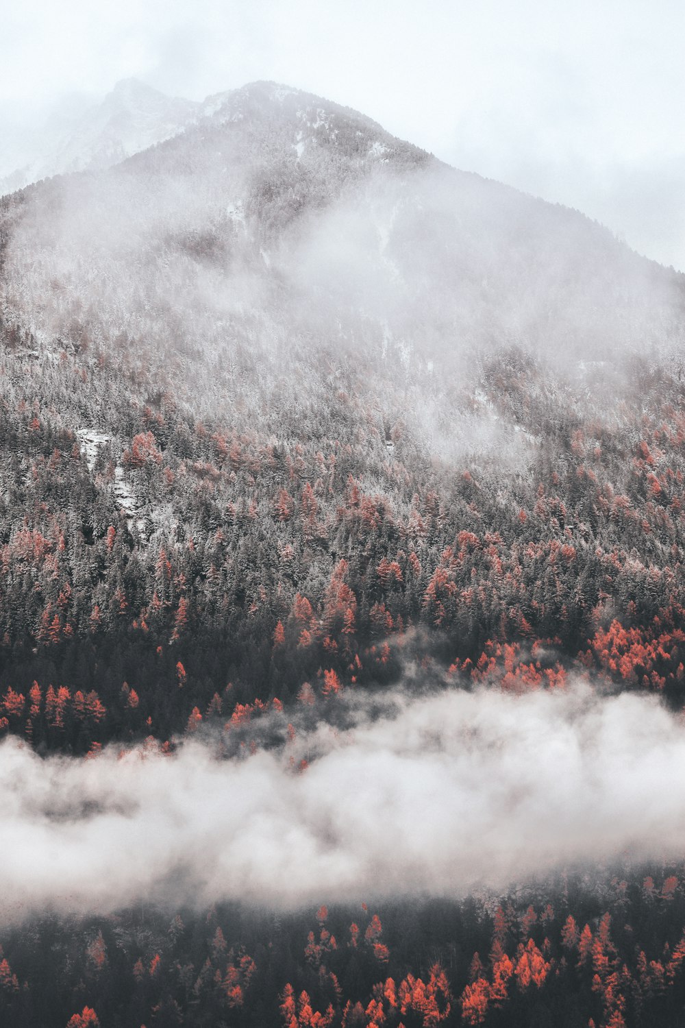 green forest covered with fog