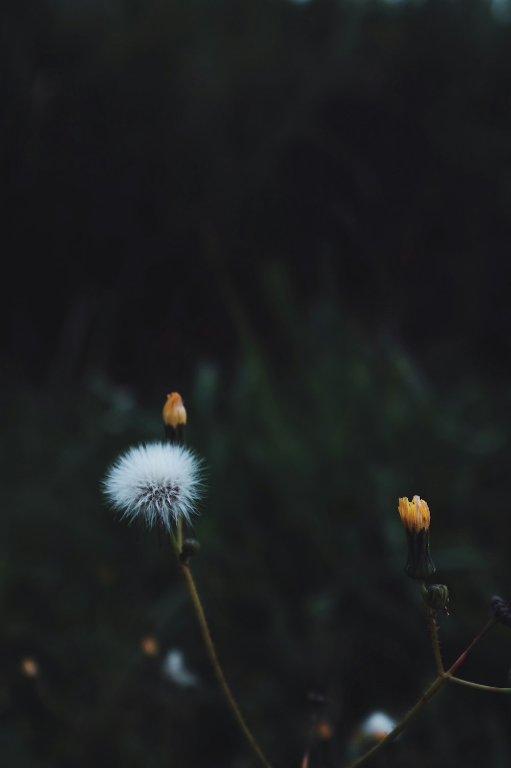 photo of yellow flowerbud