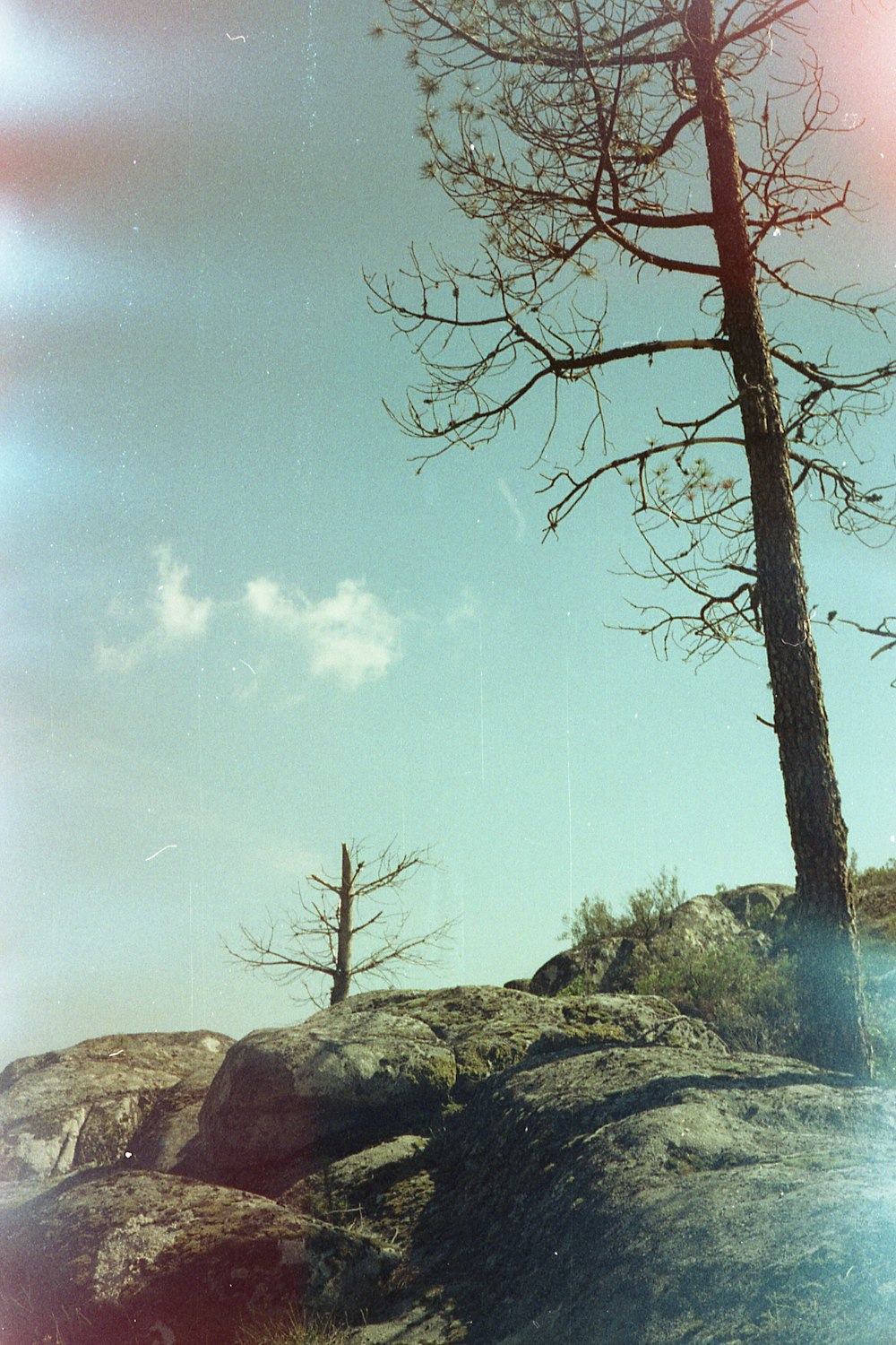 two leafless trees on mountain