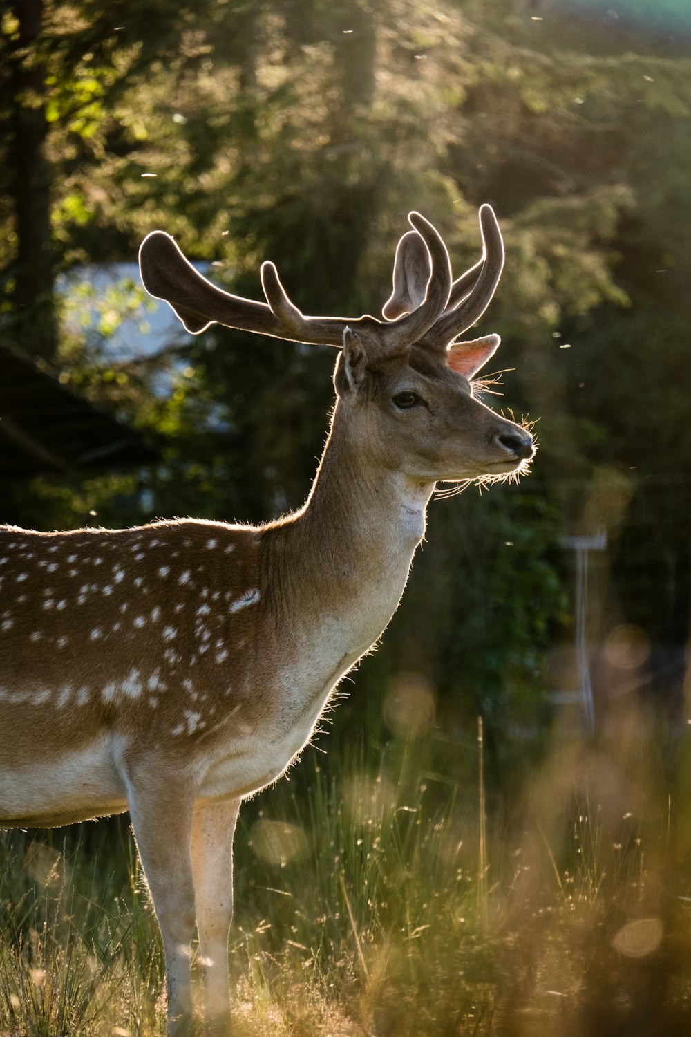 100+ Deer Pictures | Download Free Images & Stock Photos on Unsplash