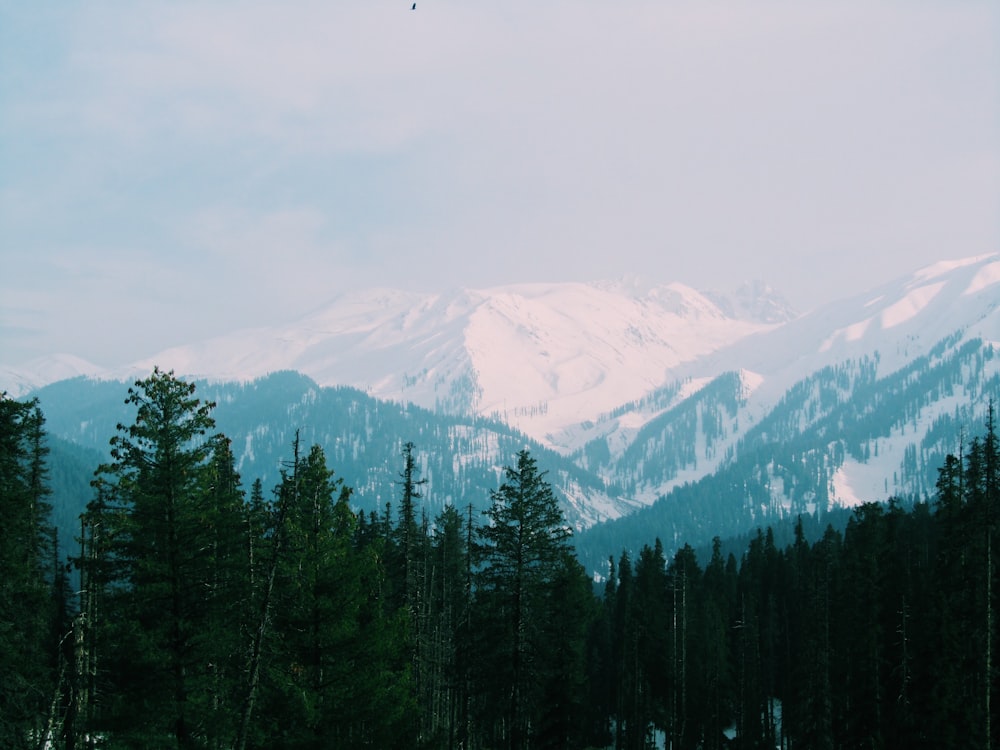 árboles altos verdes cerca de la montaña blanca y negra bajo el cielo blanco durante el día