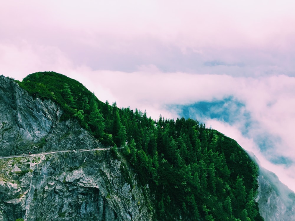 trees in mountain during day time