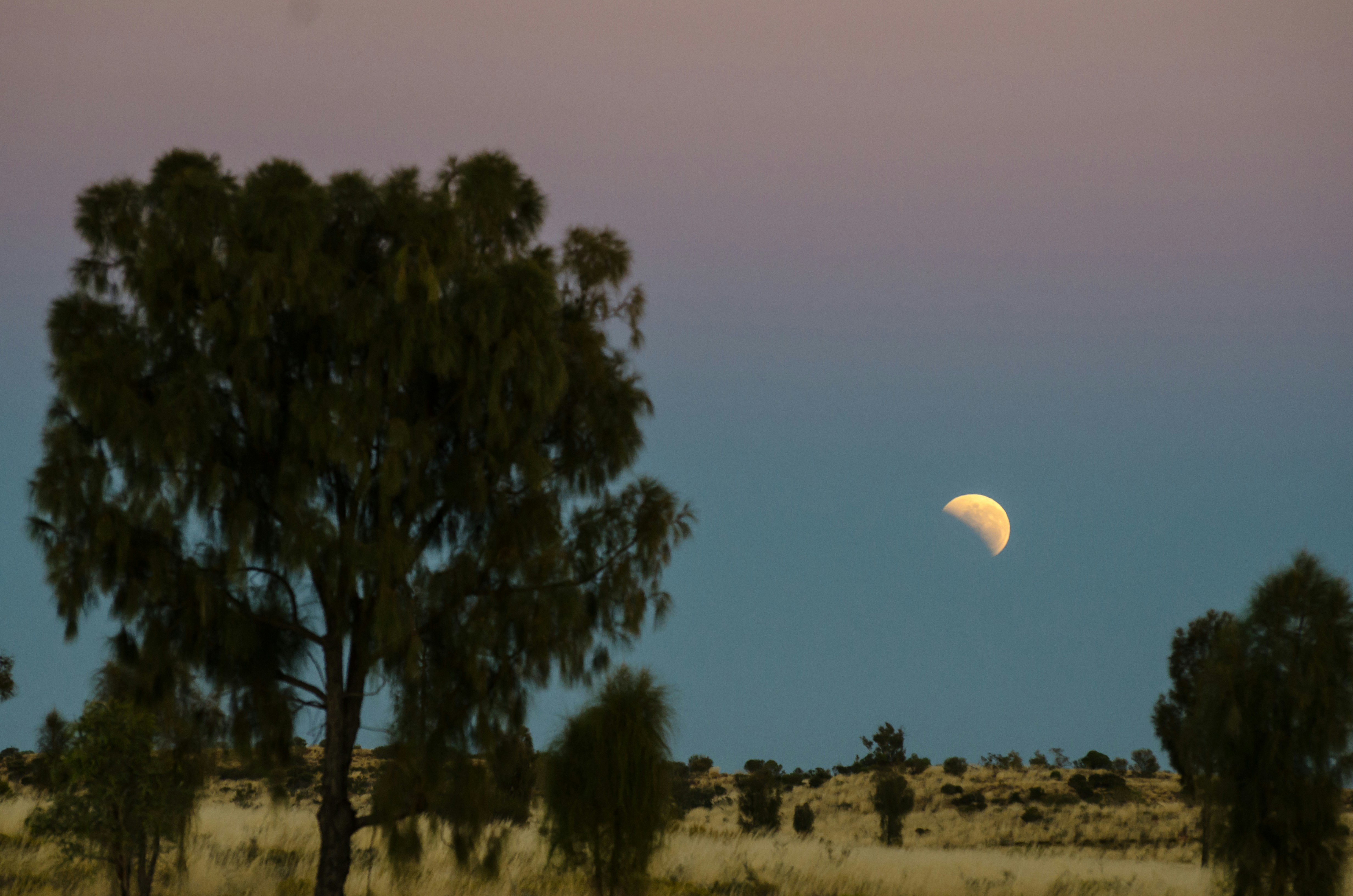 trees on field under crescent moon
