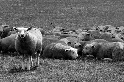 grayscale of sheep on green lawn different zoom background