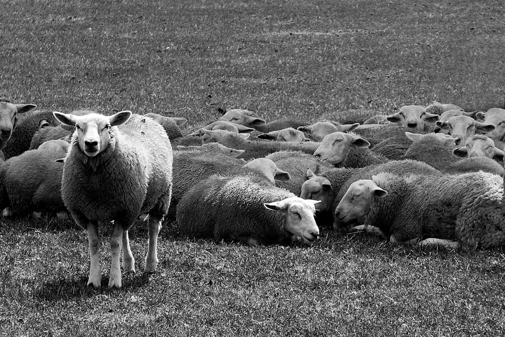 grayscale of sheep on green lawn