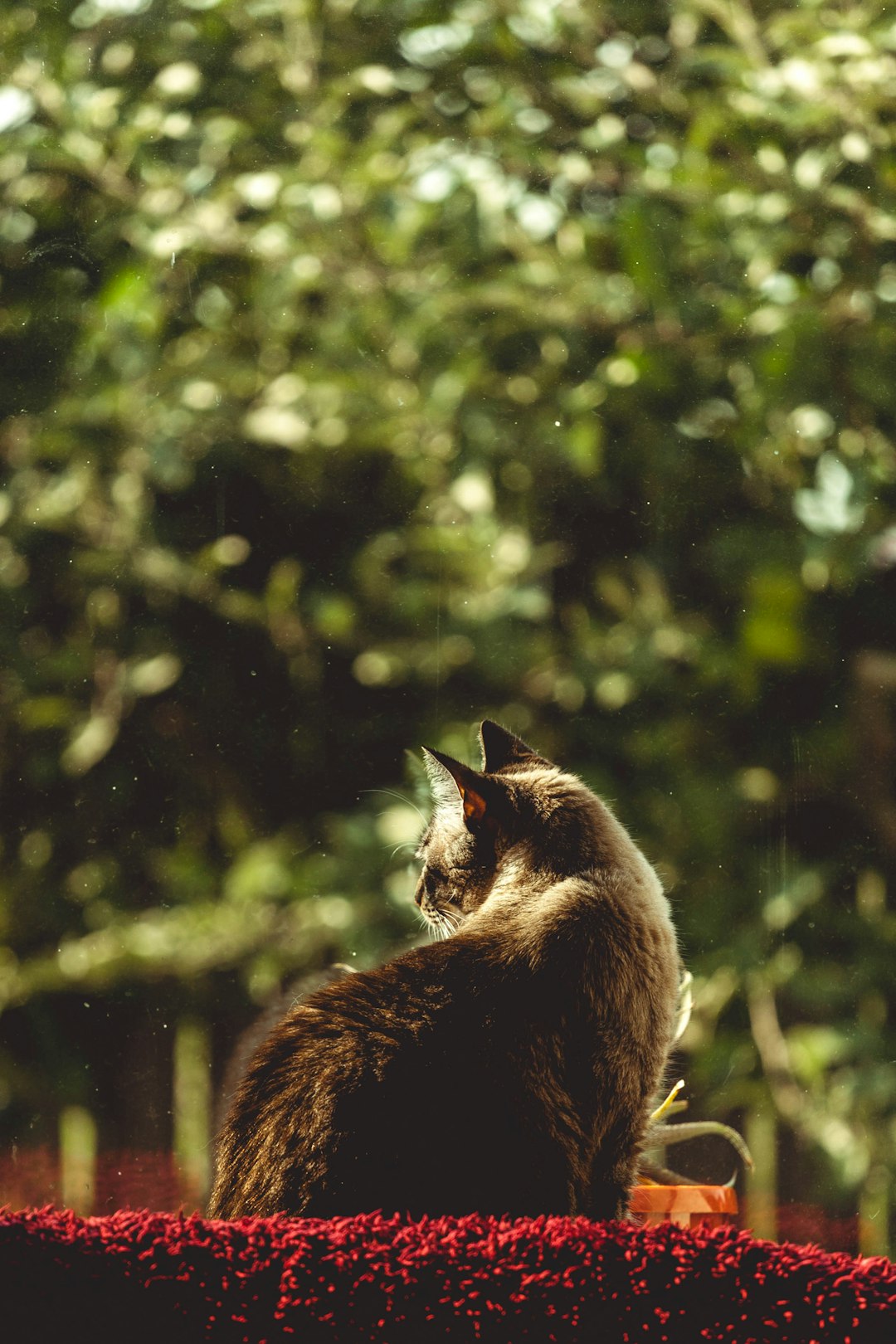 gray cat on red surface