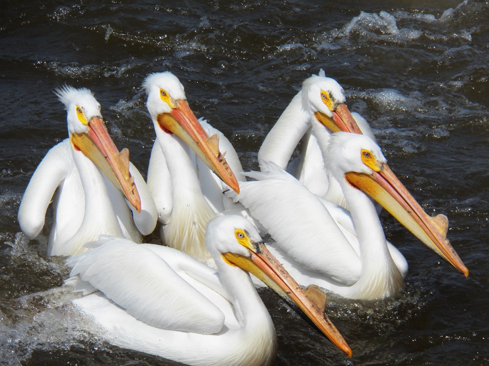 white pelican on body of water