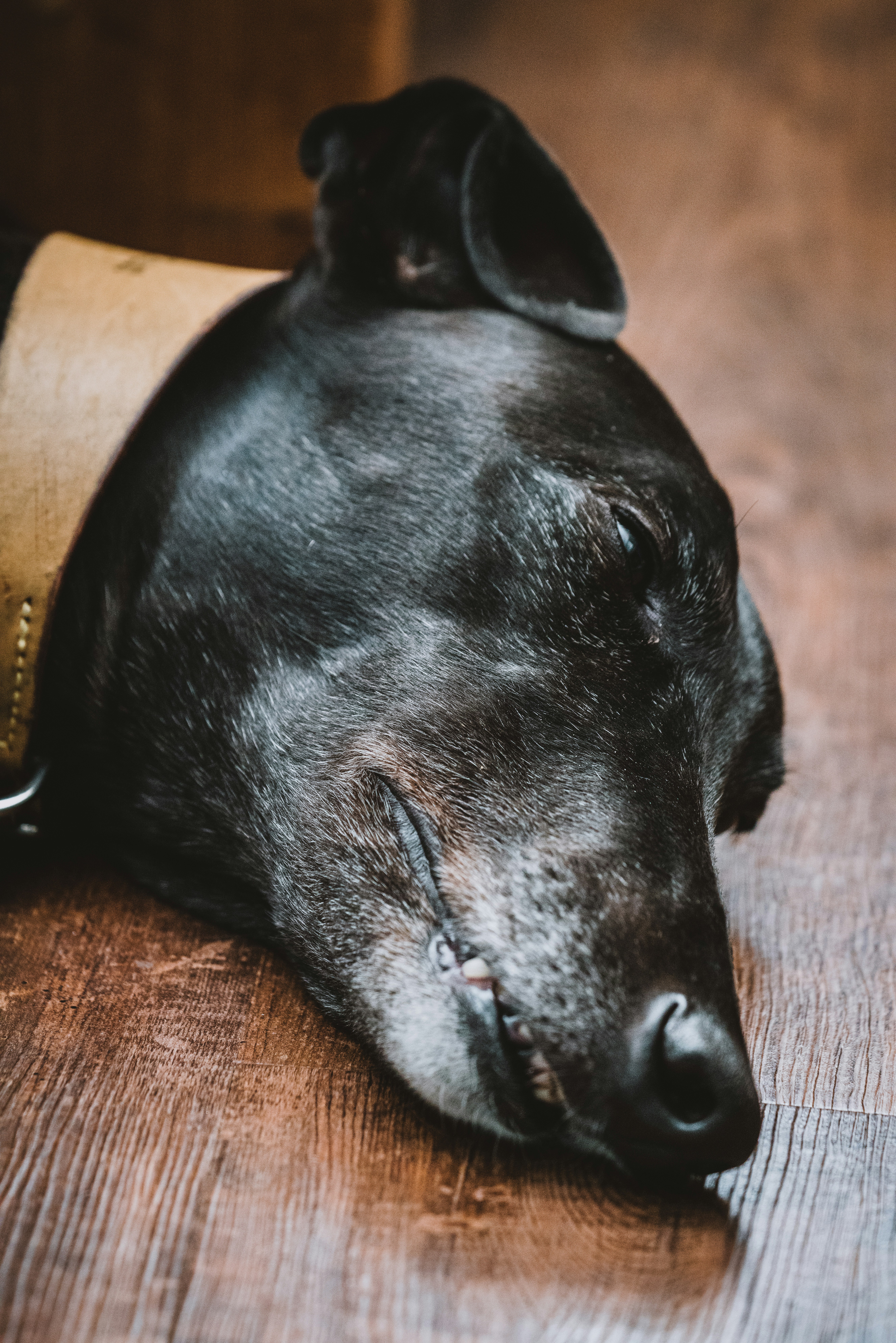 Fotografia de foco seletivo de cachorro preto deitado no chão