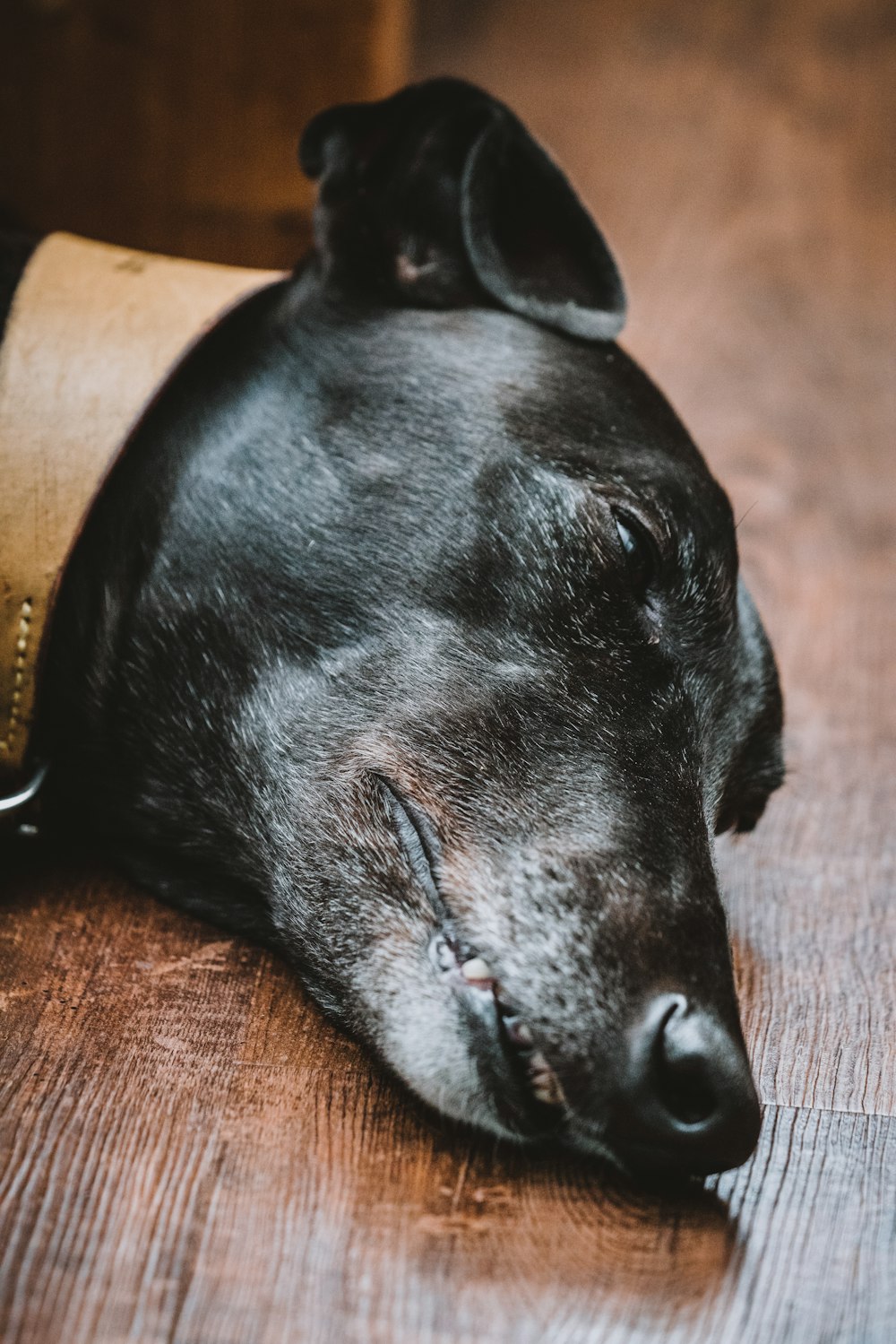 selective focus photography of black dog lying on floor