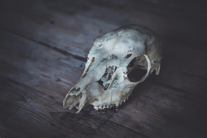 A rustic skull sculpture resting on a wooden shelf surrounded by warm ambient lighting.