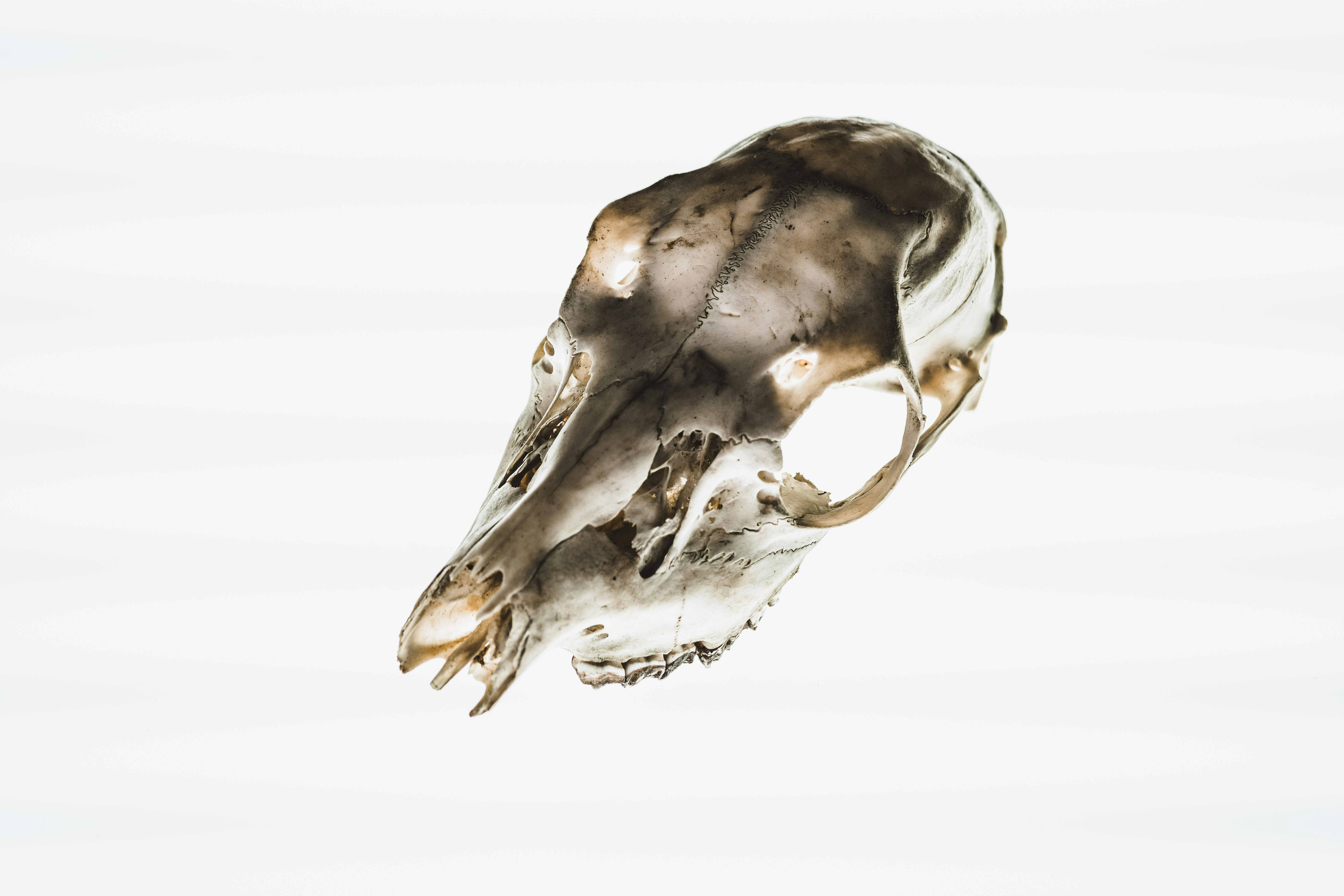 brown and white animal skull on white surface