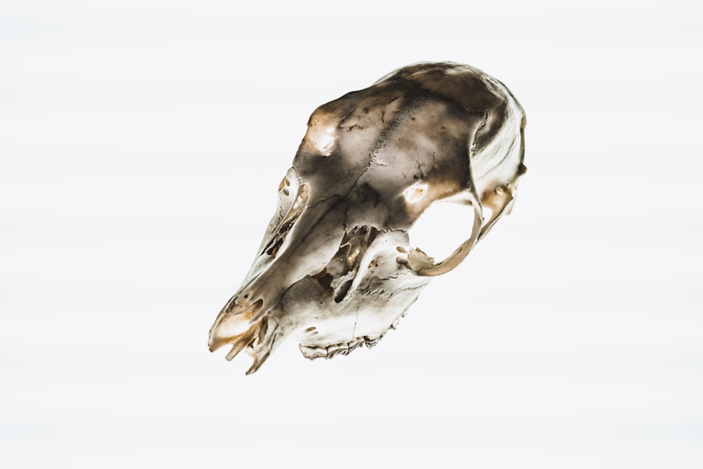 brown and white animal skull on white surface